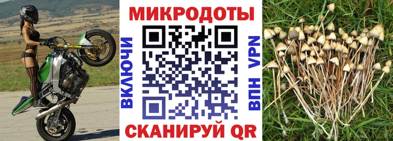 закладки Олёкминск Галлюциногенные грибы мицелий
